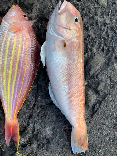 シロアマダイの釣果