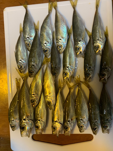 アジの釣果