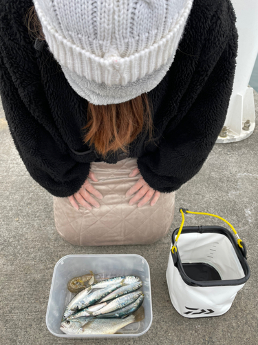 イワシの釣果