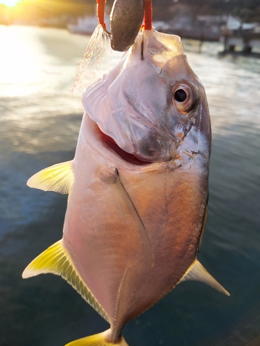 メッキの釣果