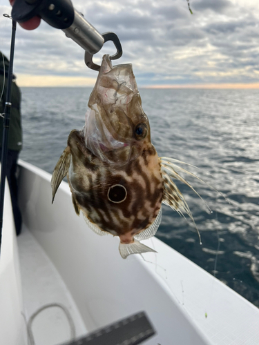 マトウダイの釣果