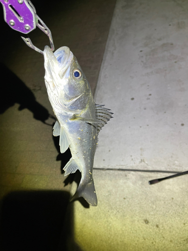 スズキの釣果