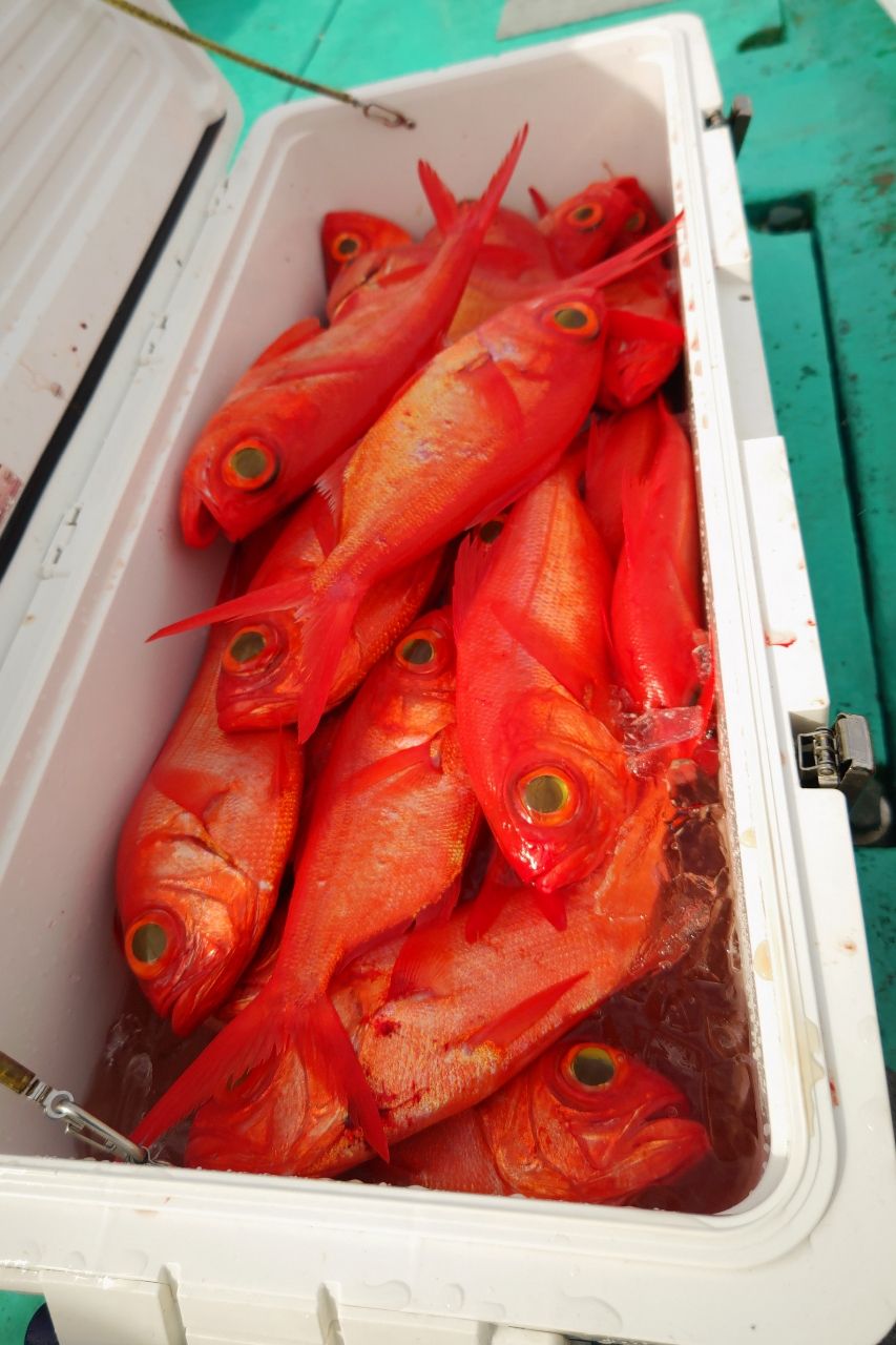 杉本かえんさんの釣果 1枚目の画像