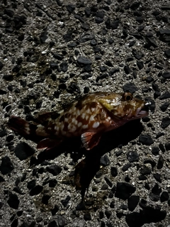 カサゴの釣果