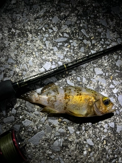 シロメバルの釣果