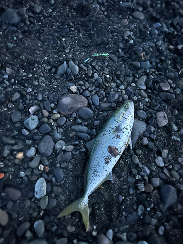 イナダの釣果