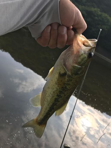 ラージマウスバスの釣果