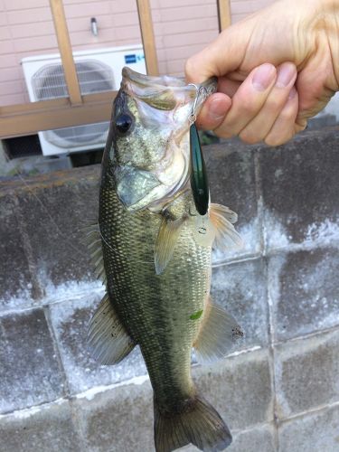 ラージマウスバスの釣果