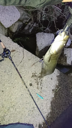 ナマズの釣果