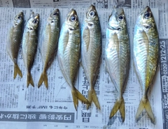 アジの釣果