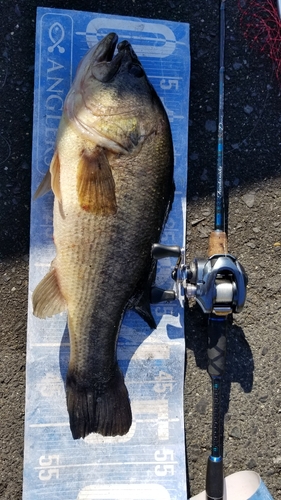 ブラックバスの釣果