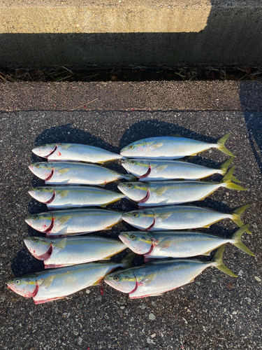 ハマチの釣果