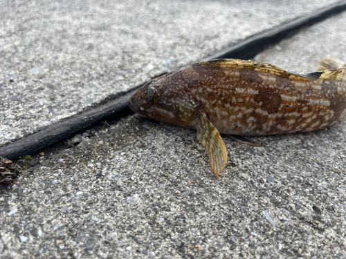 アイナメの釣果