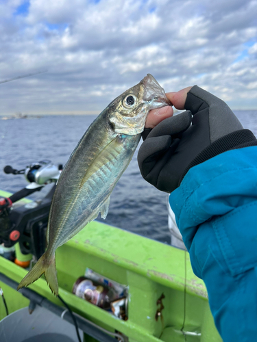 マアジの釣果