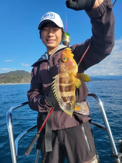 アオハタの釣果