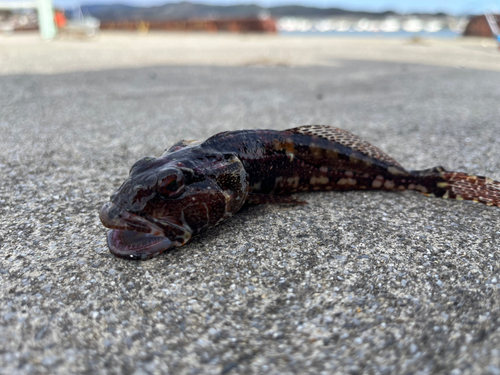 アサヒアナハゼの釣果