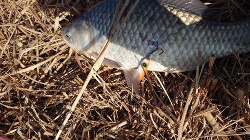 フナの釣果