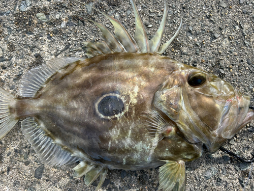 マトウダイの釣果