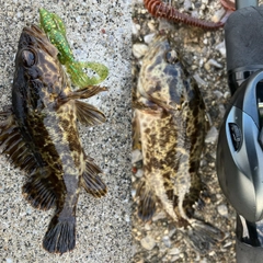 タケノコメバルの釣果