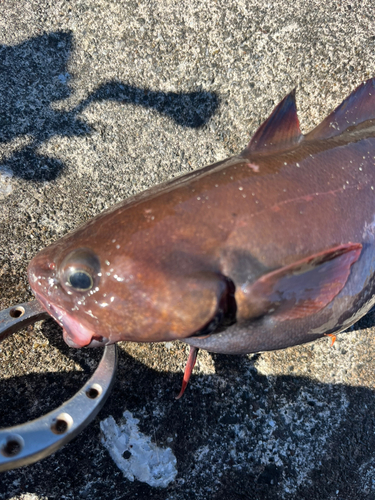 ドンコの釣果