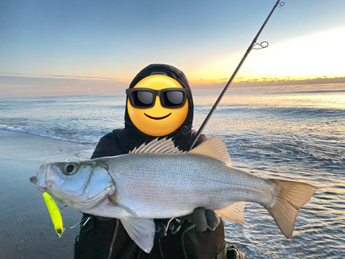 ヒラスズキの釣果