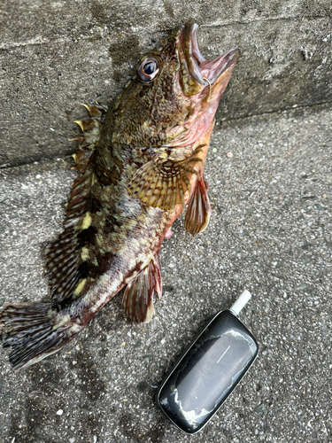 カサゴの釣果