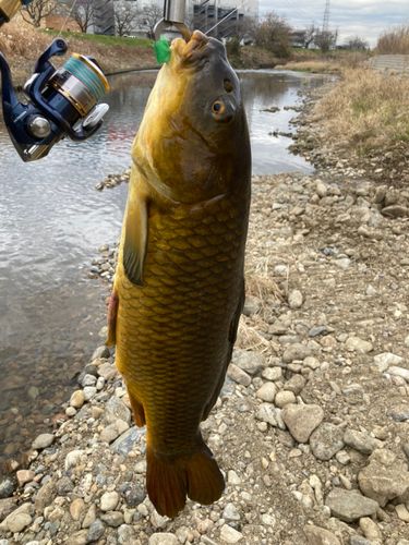 コイの釣果