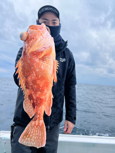 ウッカリカサゴの釣果