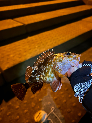 カサゴの釣果