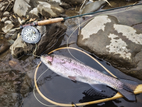 ニジマスの釣果