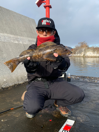 アイナメの釣果