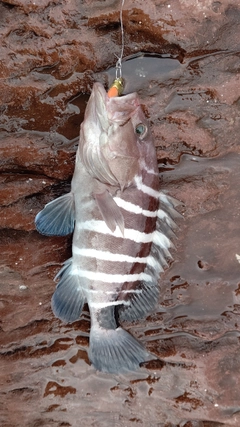 マハタの釣果