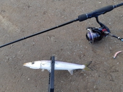 アカカマスの釣果