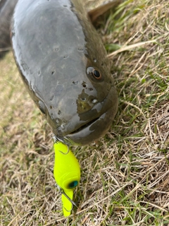 ライギョの釣果