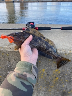 アイナメの釣果