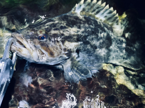 ベッコウゾイの釣果