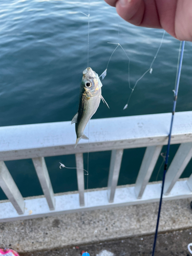 サッパの釣果