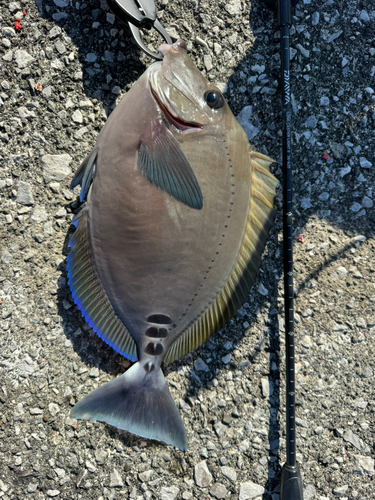 サンノジの釣果