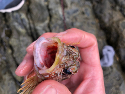 アラカブの釣果