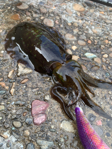 アオリイカの釣果