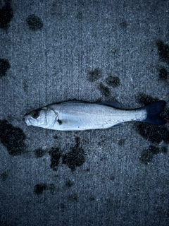 セイゴ（マルスズキ）の釣果