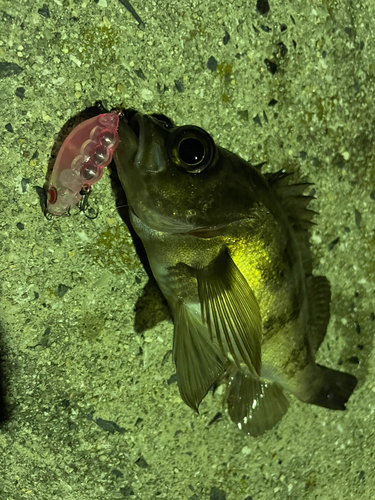 メバルの釣果