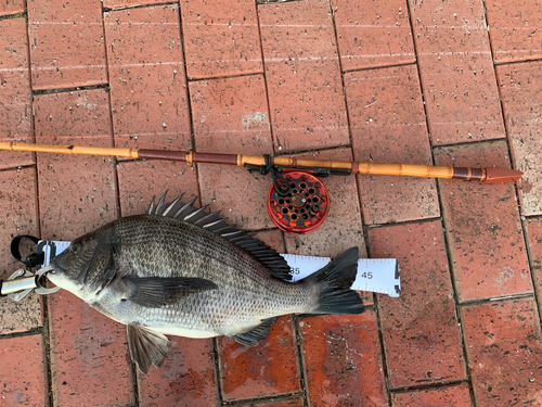 クロダイの釣果