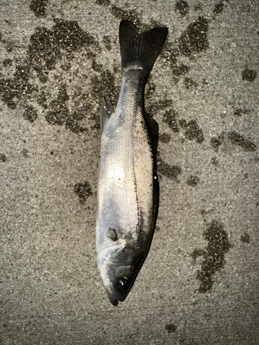 セイゴ（マルスズキ）の釣果