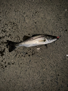 セイゴ（マルスズキ）の釣果