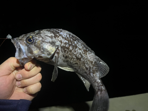 クロソイの釣果