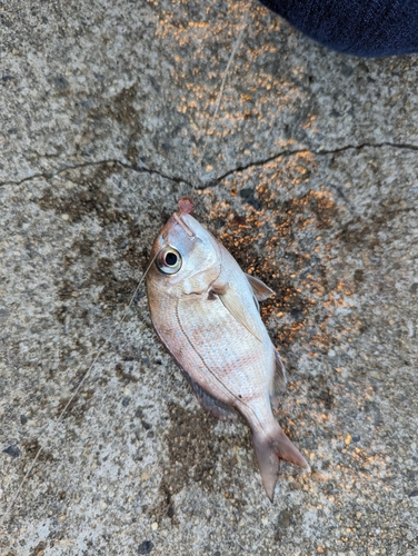 クロソイの釣果