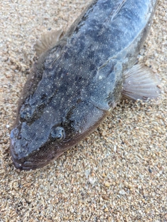 マゴチの釣果