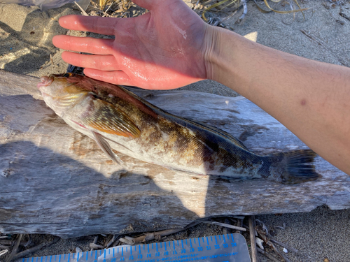 アイナメの釣果