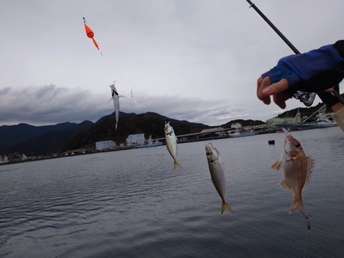 アジの釣果